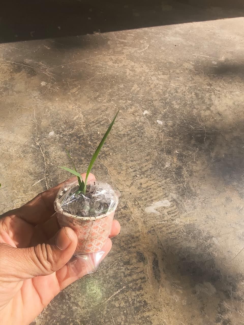 Pink Lily of the Valley Plant