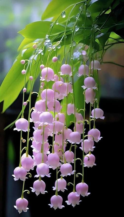Pink Lily of the Valley Plant