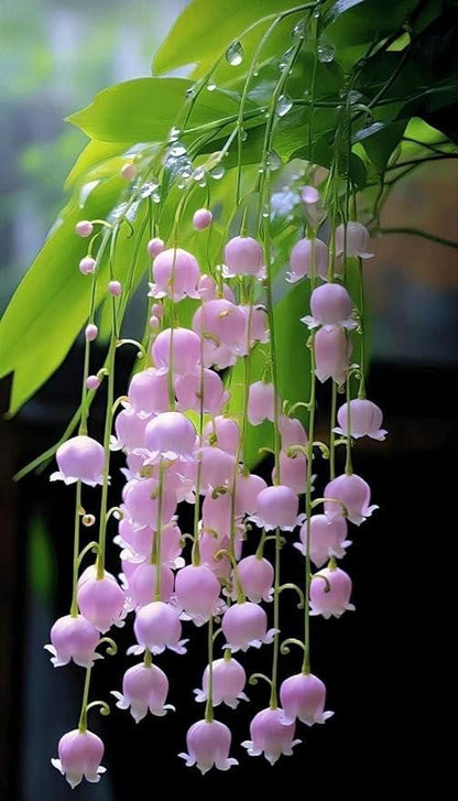 Pink Lily of the Valley Plant