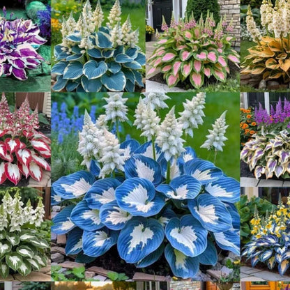 "Shade-Tolerant and Cold-Hardy Hosta Flowers"