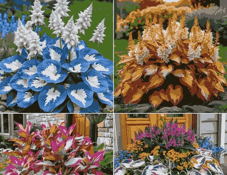 "Shade-Tolerant and Cold-Hardy Hosta Flowers"