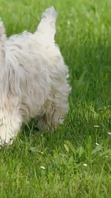 Folding Dog Poop Scooper (Assorted Color)